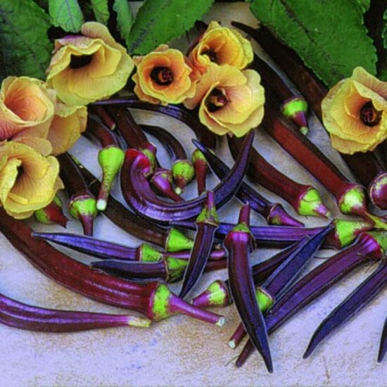 Okra “Burgundy” – exotic red pods and elegant blooms | Heart Garden Studio